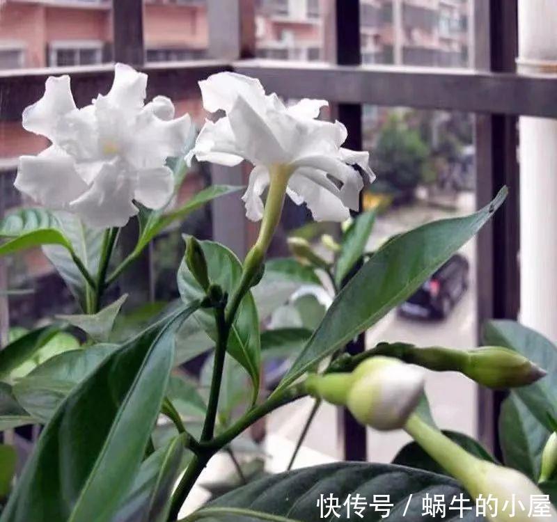 名字土掉渣、开花却很漂亮的8种花,你家养过几种?