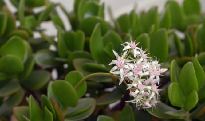 家里常见的7种有毒花草,养护需小心,摆放有讲究