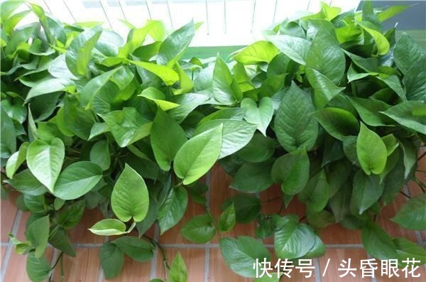 张大爷养花,一年四季用“2种水”浇花,土壤疏松肥沃、养啥都旺