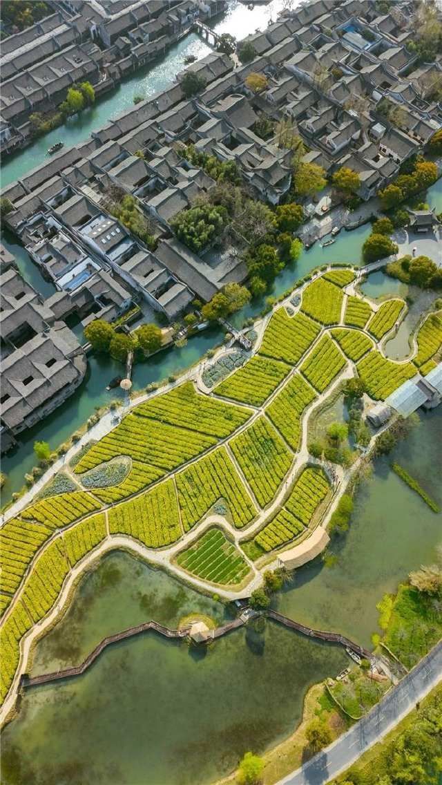 春雷始鸣，乌镇“慢直播”带你“云春游”，看小镇有多美