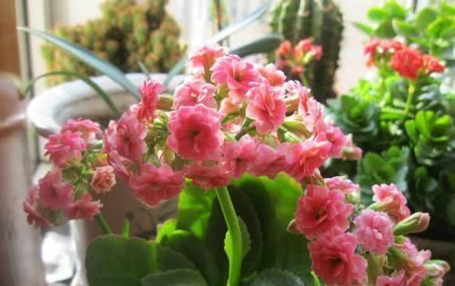 养分|长寿花现在避开这3点,还能开“一茬”,花量大1倍