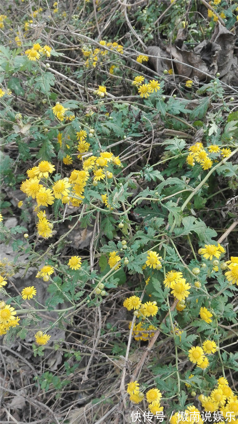心脑血管|在路边看到这种花，一定要弄回去，不止自己可以吃，还可以卖钱！