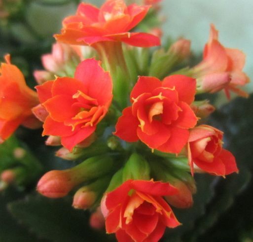 花色|此花寓意着健康长寿,在圣诞的时候开花,花色十分的丰富