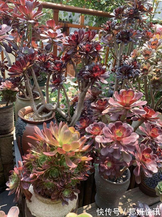 秋天多肉砍1刀，立马爆出一圈芽，1盆变10盆不花钱