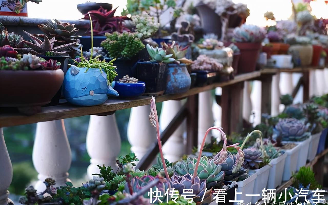 花期|这6种花在阳台很好养,只要有阳光就特别旺盛,花期长颜值还很高