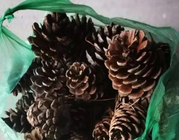 盆底|盆里扔2样东西,养花10年不烂根,叶子油光瓦亮,花苞挂满枝头