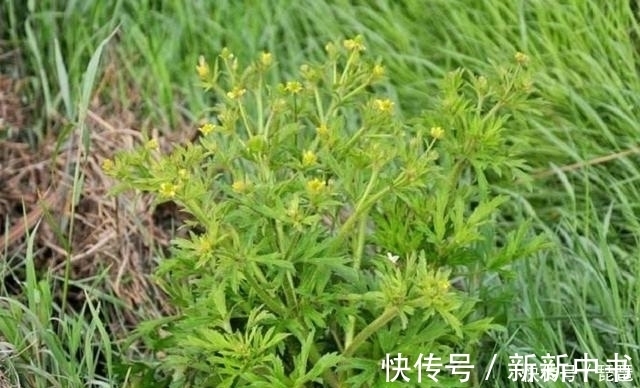 茴茴蒜|这草长得很像艾草,若是遇到请别采摘,农民称它“野桑葚”