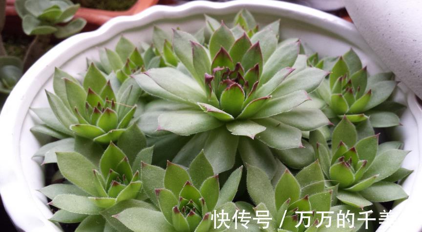 爆盆|适合新人养殖的5款多肉,它们好看又易爆盆,拿来练手正好