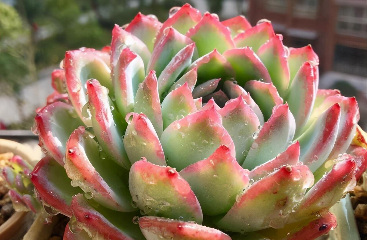 多肉|夏天养多肉,3个“痛点”别忽视,肉肉难长大,摊大饼,难度夏