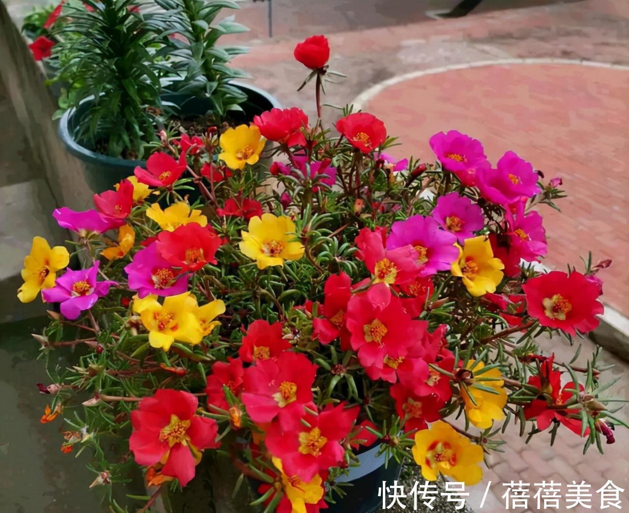 19种常见花“耐寒能力”一览表,天冷要不要“入室”,看看就知道