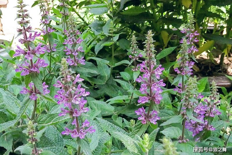 地里1种“蚕宝宝”,是润肺益肾“特效药”,可惜想吃不好找