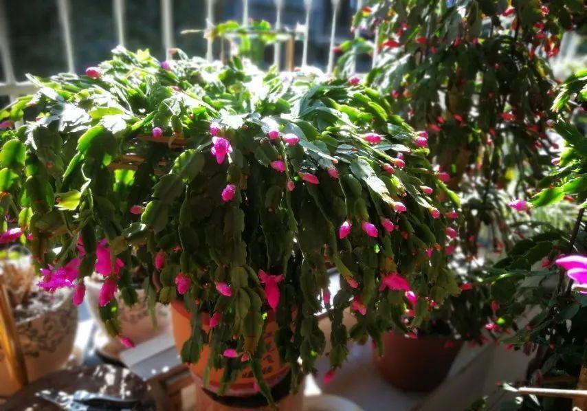 最小的盆,养最牛的花,还能开爆盆,真牛!