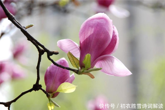  早春辛夷花六首：空庭向晚春微雨，红胭脂染小莲花