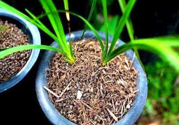 不想花钱买肥料教你1招,自己在家里堆肥,养花效果“1级棒”