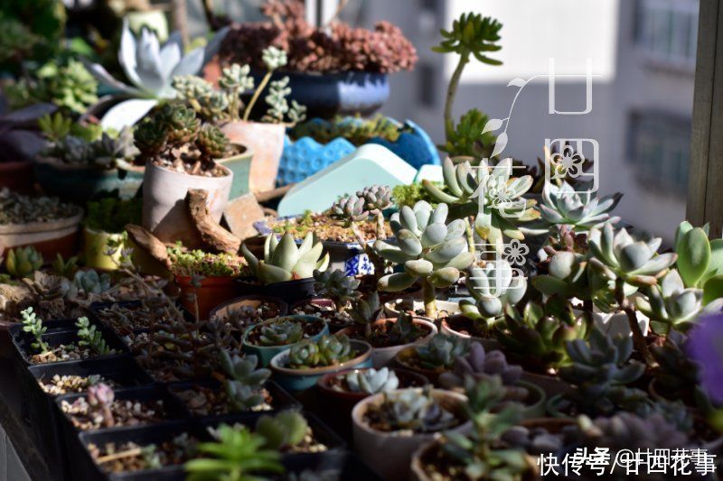 秋天|处暑过后，给多肉植物做件事，让它在秋天心无旁驽，专心变美