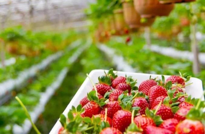 油炸食品|儿科医生“黑名单”中的这4种食物,孩子再馋家长也别给吃