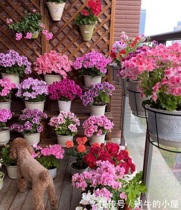 休眠|8种“漂亮花”，就怕暴雨天，淋雨就烂，赶紧搬到屋里去