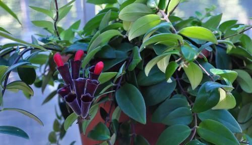 像唇膏一般的口红吊兰盆栽,养在灯光下也能正常开花