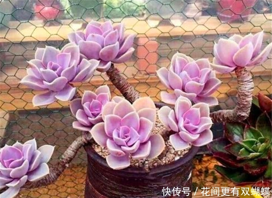 多肉紫珍珠不但容易养成老桩,学会3妙招,还能饱满肥厚粉紫高贵