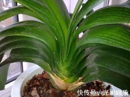 夏季|花匠严肃的说, 给君子兰这样洗个澡, 花苞蹭蹭长, 1年开花好几次!