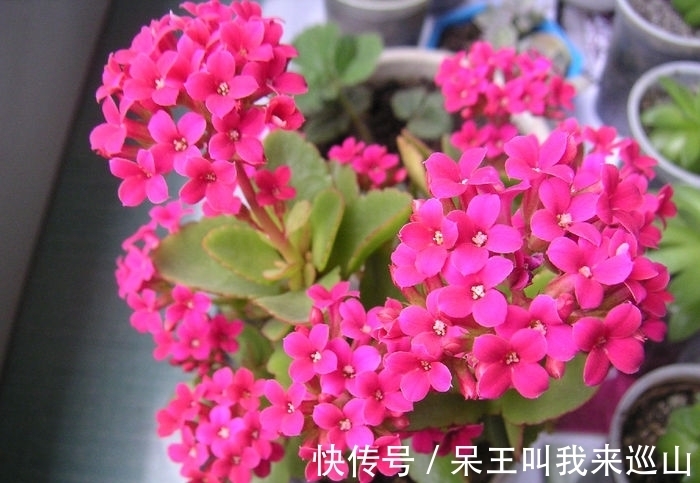 长寿花有“3怕”,冬天养护要避开,不然难以开花,花友都要了解