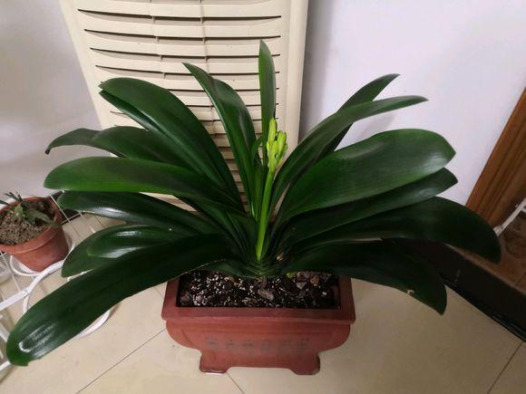 把这种“石头”扔盆里,君子兰不再烂根,1年开花三四次!