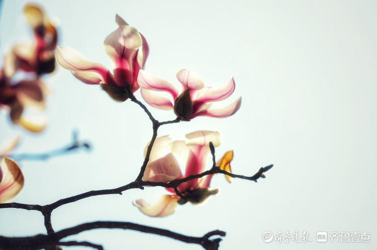 好美的玉兰花！济南趵突泉玉兰花姿态秀丽优雅绽放啦|情报站| 好美的玉兰花！济南趵突泉玉兰花姿态秀丽优雅绽放啦\＂,\＂i12\＂:\＂情报站