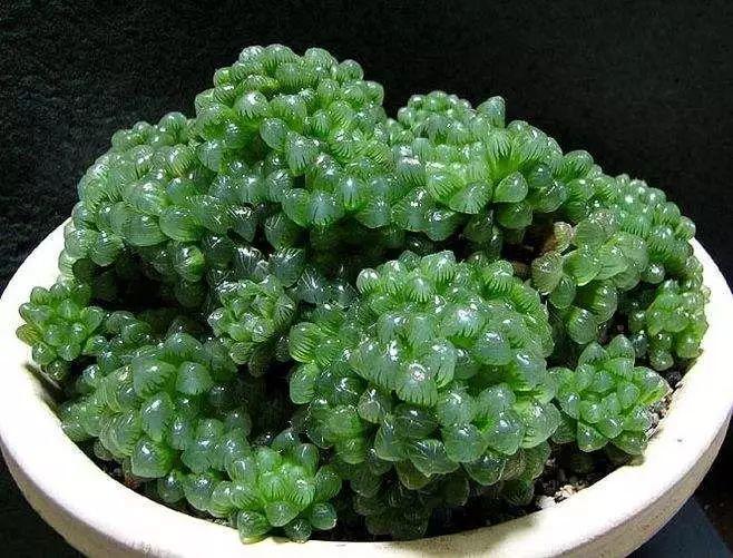 多肉法师不但长得快，颜色艳品种多，越看越喜欢！