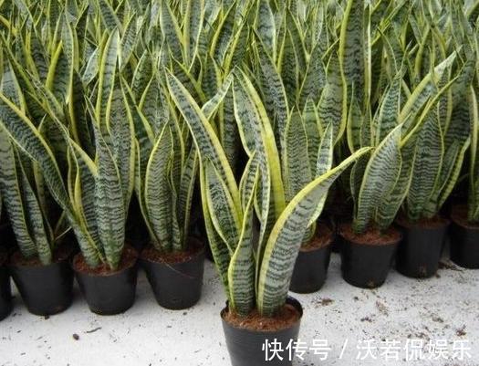 养这8种植物根本不用买,随便摘下一片叶子,插在土里就能活