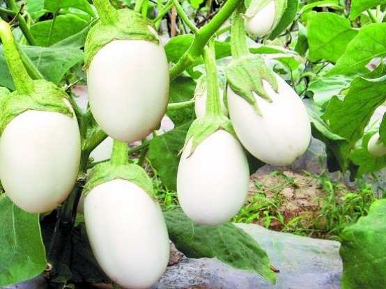 海带|女性多吃以下食物,刮油减肥,清热解暑,养颜护肤,早食早好