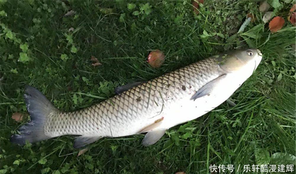 手竿钓草鱼,关键在于用饵,饵料对了口,大草鱼也能连竿