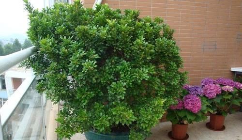 阳台再小,也要养4种花,不仅好养活,而且四季有花赏