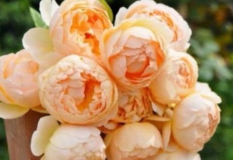 新手养花，不如养盆花中精品“无名的裘德”盛开金灿灿，水果花香