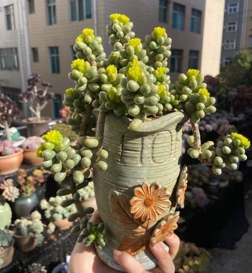 养多肉坚持很重要，都说很丑的龟之卵，六年时间变悬崖桩，真好看