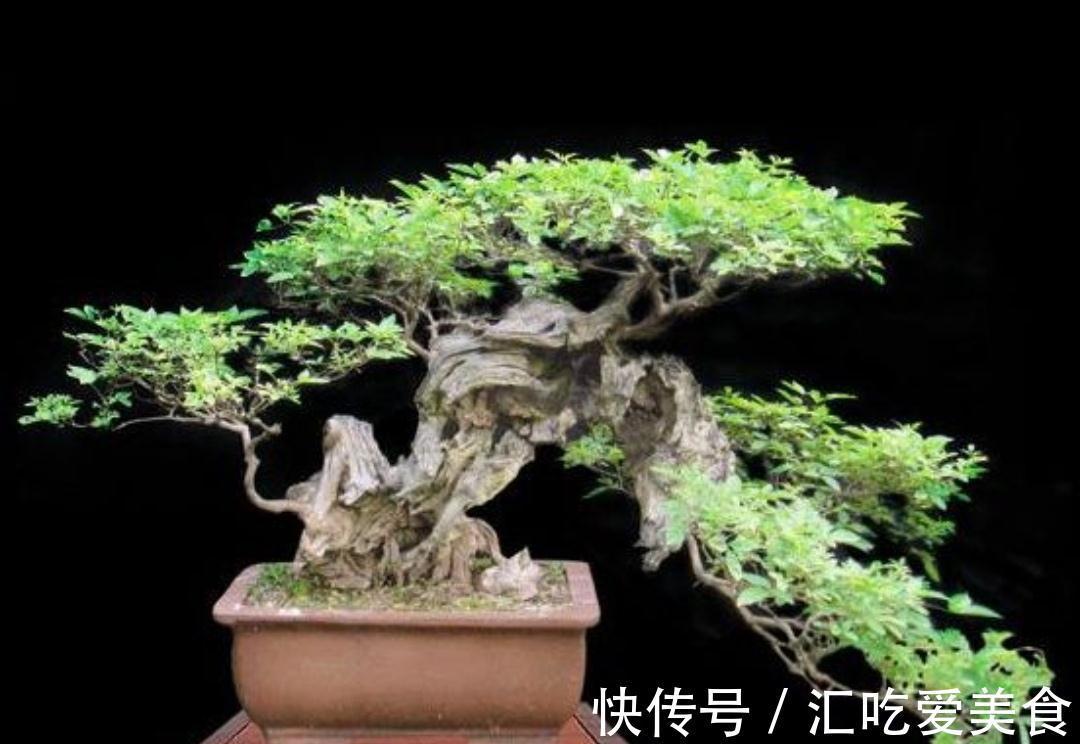 农村常的3种“疙瘩树”,树桩古朴苍劲,适合做成盆景观赏
