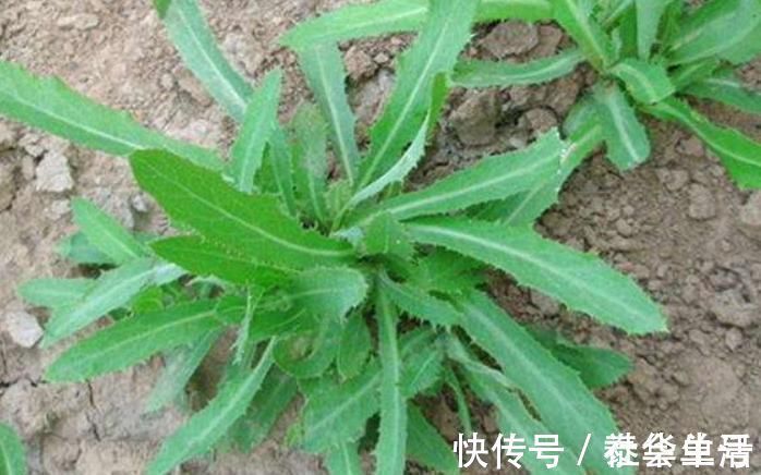 苦荬菜|农村这种野菜浑身都是宝，老一辈称为“救命菜”，常吃凉血润燥