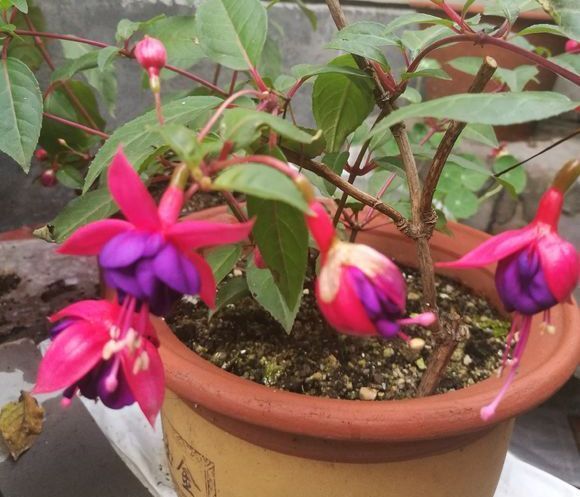 植株|夏季养花一浇水就死,一施肥就烂根重点在这里,促休眠3点措施