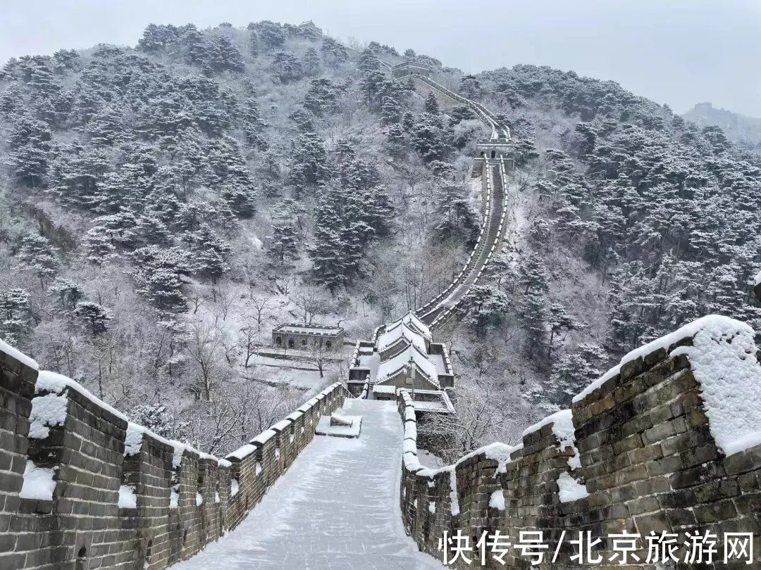 一夜之间|来啦！多图带你看紫禁城瑞雪，还有卖萌的熊猫、嬉戏的老虎~