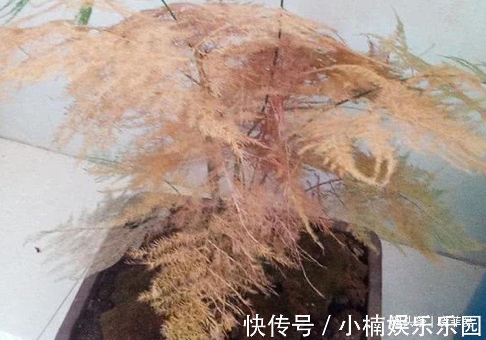 容易被水浇死的“14种花”,手太勤反而养不活