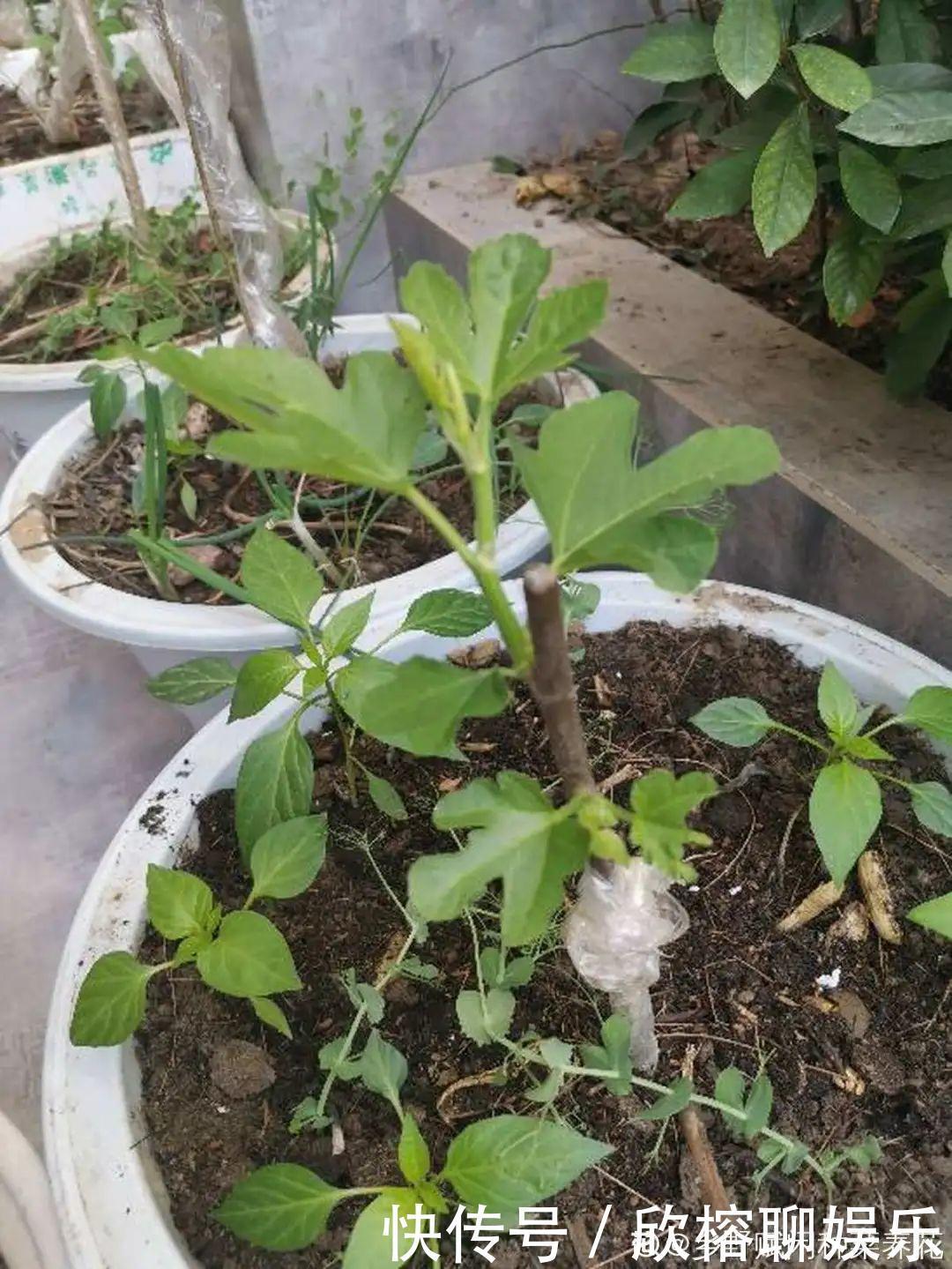 花花|大粗杆插土里,7天生根,当年结果压弯枝,不用买水果了!