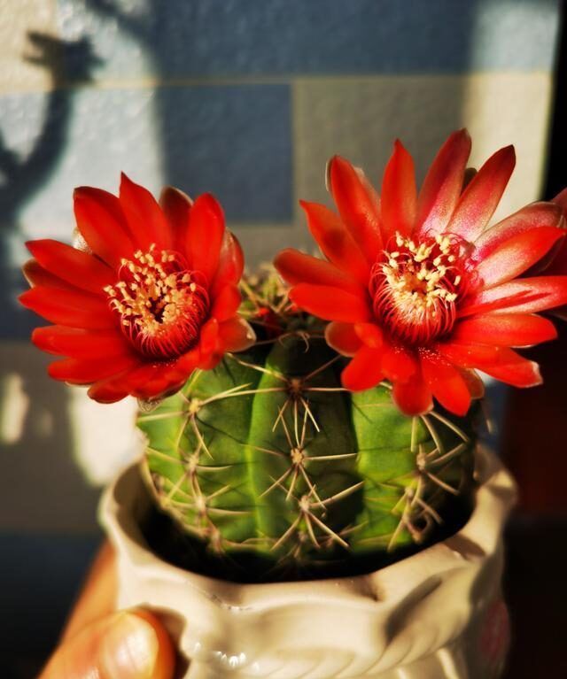 需要特殊照顾的花卉,小盆少水多太阳,长势反而更喜人