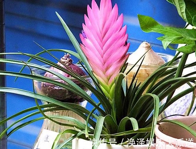 兰科类|铁兰是怎么养出来的老花农无意说出了其中的奥秘，花友们快来学
