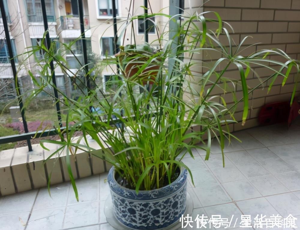 家里养上5种“竹”,吉祥“好运”,清雅大气,添福又添丁