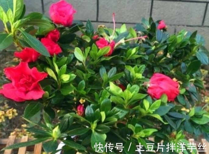 这些植物不怕水,浇水越多越旺,花叶长满盆,花开绚丽多彩