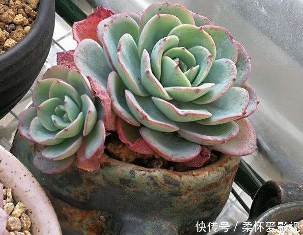 花盆里发现蚜虫、小黑飞?别头疼了,3个小技巧保管它们去无踪