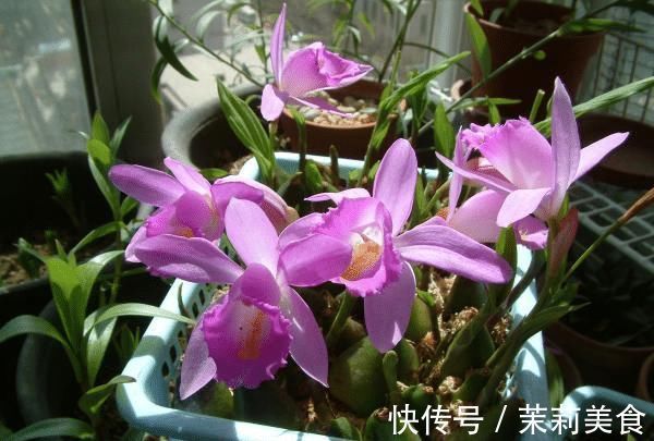 5种罕见植物，只长一片叶子一根茎，价值却很珍贵早看早知道