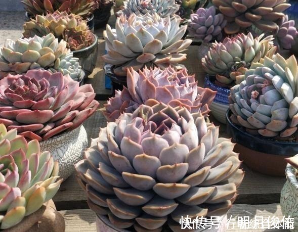 拍照|放在顶楼露养1个月后,给多肉拍照的时候,再也不用开滤镜了!