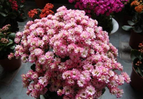 4月长寿花开败后,满足一个条件,憋出满盆花