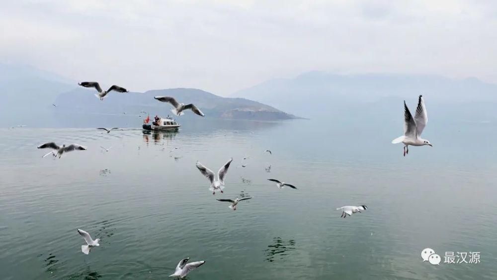 湖上|快看，汉源湖上飞来一群海鸥，太壮观了！