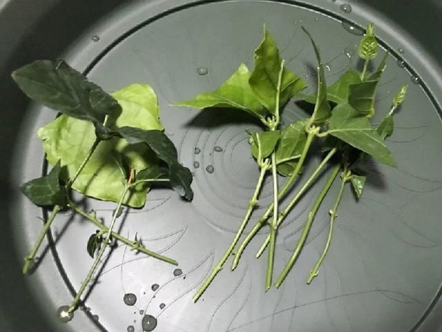 椰糠土|6月,最适合扦插的花,一插就活,大白根冒疯了